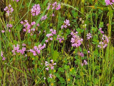 Valeriana congesta, photographed by Casey H. Richart