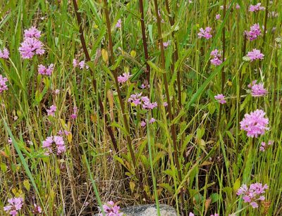 Valeriana congesta, photographed by Casey H. Richart