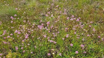 Valeriana congesta, photographed by Casey H. Richart