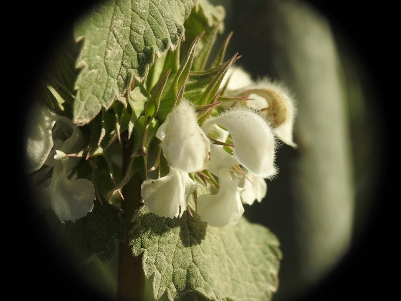 Lamium moschatum, photographed by Yves Bas