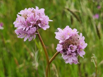 Armeria maritima, photographed by Casey H. Richart