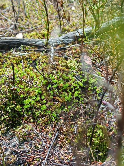 Pleurophascum occidentale, photographed by Em Lamond