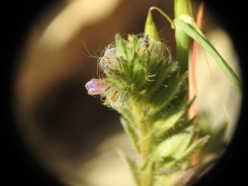 Echium parviflorum, photographed by Yves Bas