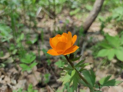 Trollius asiaticus, photographed by Valentin Kosterin