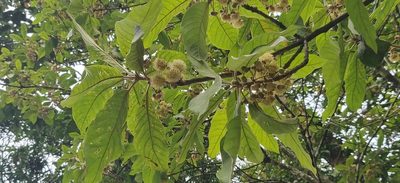 Litsea ghatica, photographed by T R Shankar Raman