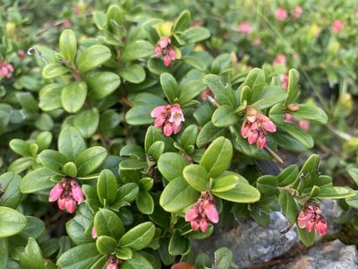 Rhododendron ferrugineum, photographed by Katrin Simon