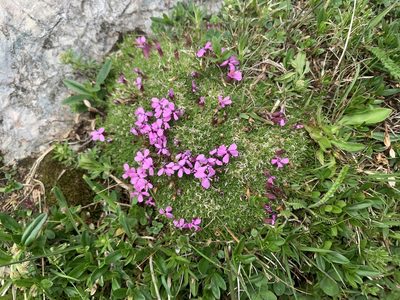 Silene acaulis, photographed by Katrin Simon