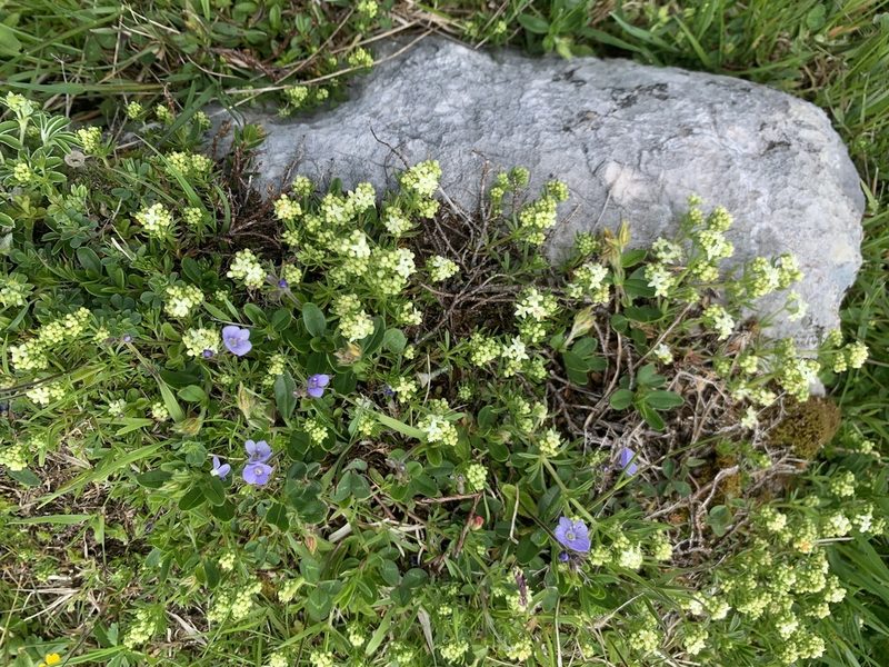 Galium anisophyllon, photographed by Katrin Simon