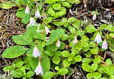Linnaea borealis, photographed by Chuck Wilson