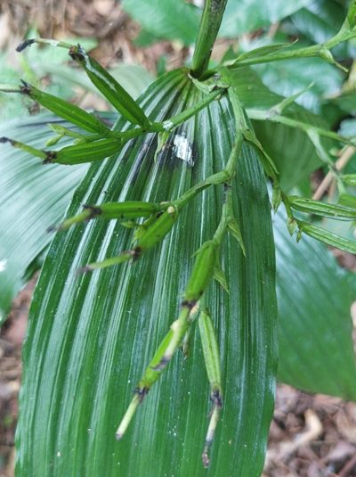 Corymborkis veratrifolia, photographed by Dominik Maximilián Ramík