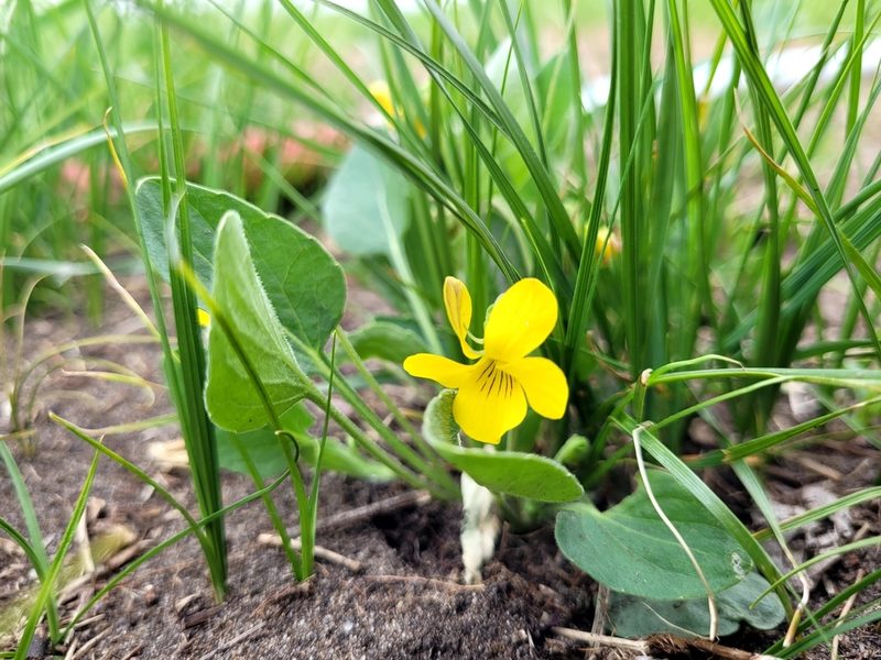 Viola vallicola, photographed by Doug Macaulay
