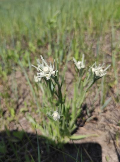 Leontopodium leontopodioides, photographed by Юлия
