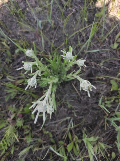 Leontopodium leontopodioides, photographed by Юлия