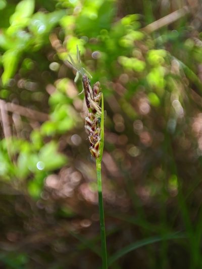 Carex globularis, photographed by Dmitry Ivanov