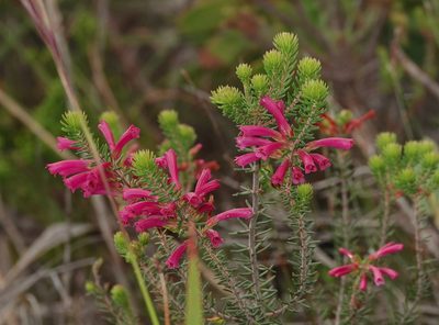 Erica abietina, photographed by desertnaturalist