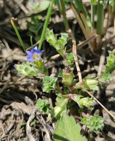 Gentiana squarrosa, photographed by Юлия