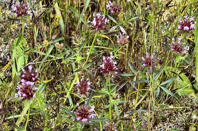 Trifolium willdenovii, photographed by Chuck Wilson