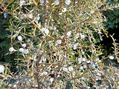 Coprosma rugosa