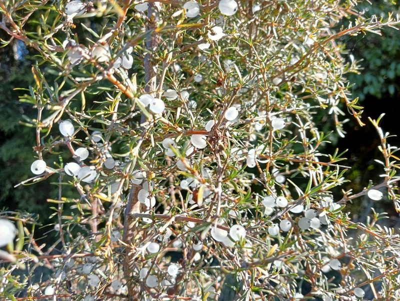 Coprosma rugosa, photographed by John Barkla