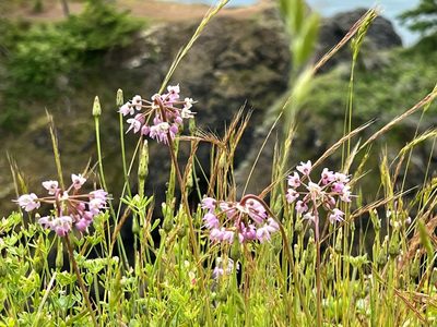 Allium cernuum, photographed by Chuck Wilson