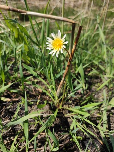 Taraxacum leucanthum, photographed by Юлия