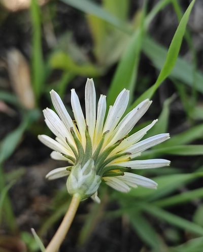 Taraxacum leucanthum, photographed by Юлия