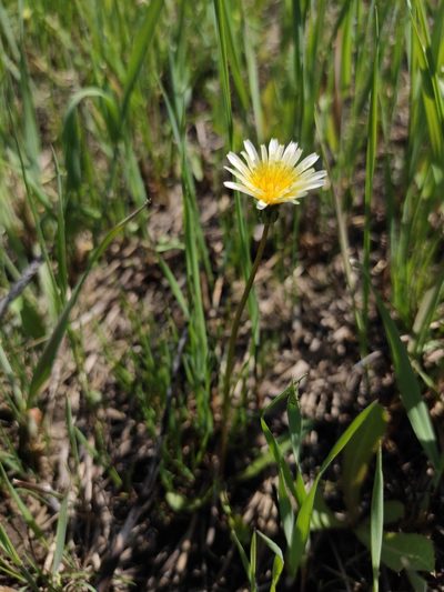 Taraxacum leucanthum, photographed by Юлия