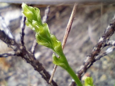 Prasophyllum parvifolium, photographed by Em Lamond