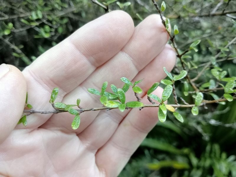 Coprosma dumosa, photographed by John Barkla