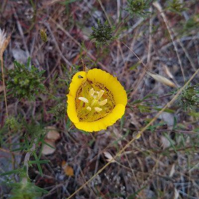 Calochortus luteus, photographed by Linzy L.