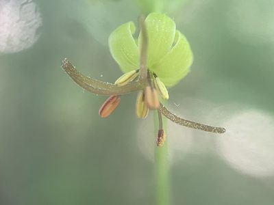 Medeola virginiana, photographed by Chase Mathey