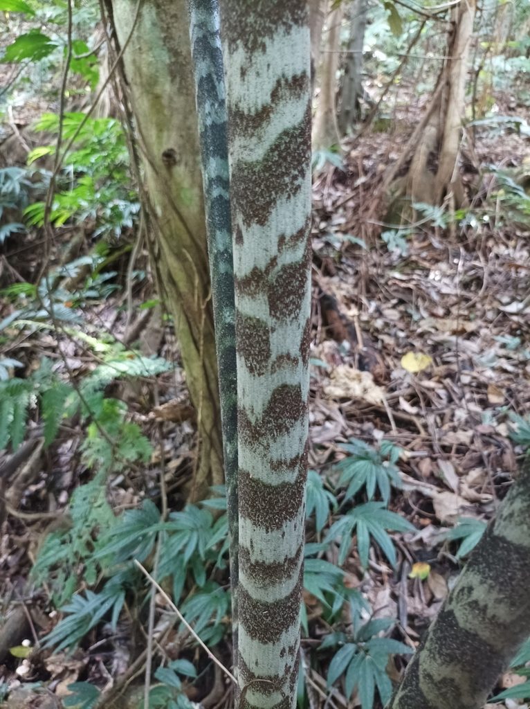 Caryota ophiopellis, photographed by Dominik Maximilián Ramík