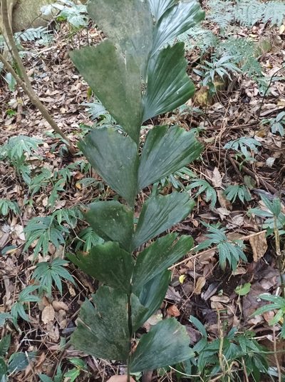 Caryota ophiopellis, photographed by Dominik Maximilián Ramík