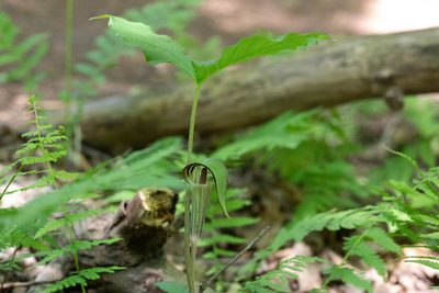 Arisaema triphyllum, photographed by Kalvin Chan