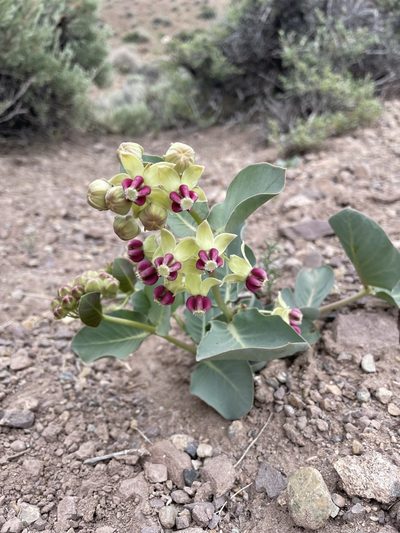 Asclepias cryptoceras, photographed by Matt Berger