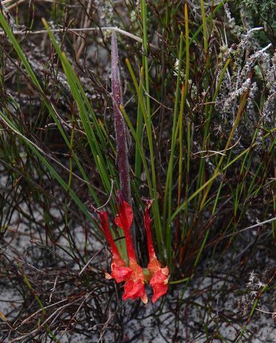 Babiana ringens, photographed by desertnaturalist