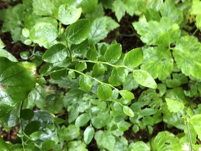 Vaccinium parvifolium, photographed by emma reader-lee