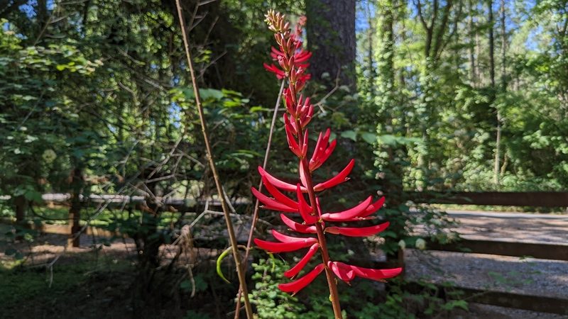 Erythrina herbacea, photographed by Joseph Aubert
