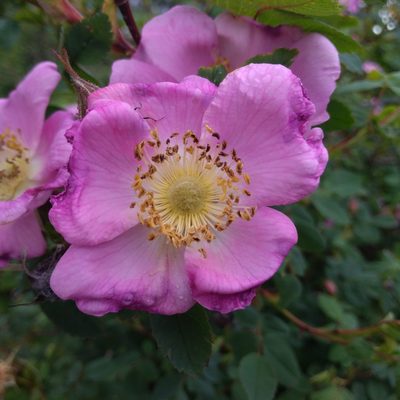 Rosa nutkana