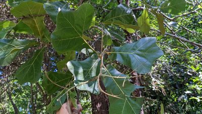 Quercus marilandica, photographed by Joseph Aubert