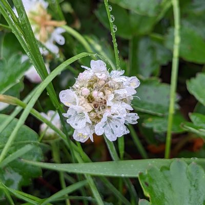 Armeria maritima, photographed by Dominic Gentilcore