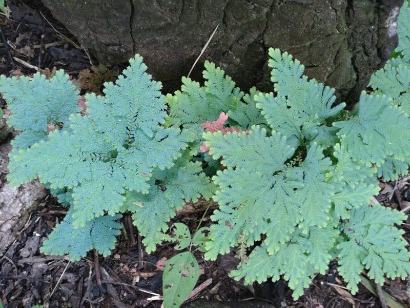 Selaginella willdenowii, photographed by Utain Pummarin