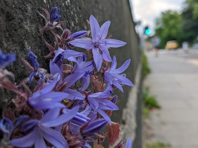 Campanula poscharskyana, photographed by Pieter Huybrechts