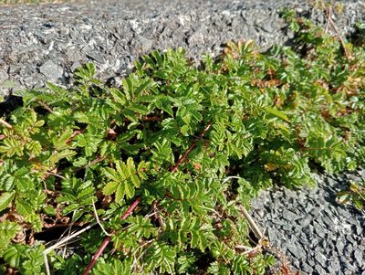Acaena novae-zelandiae, photographed by John Barkla
