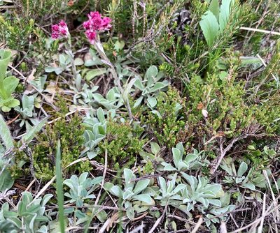 Antennaria dioica, photographed by Katrin Simon