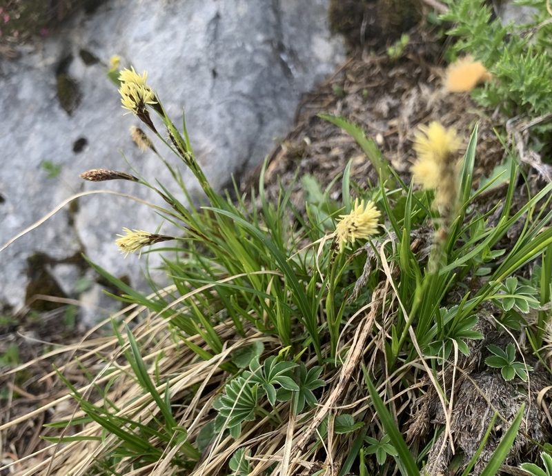 Carex sempervirens, photographed by Katrin Simon
