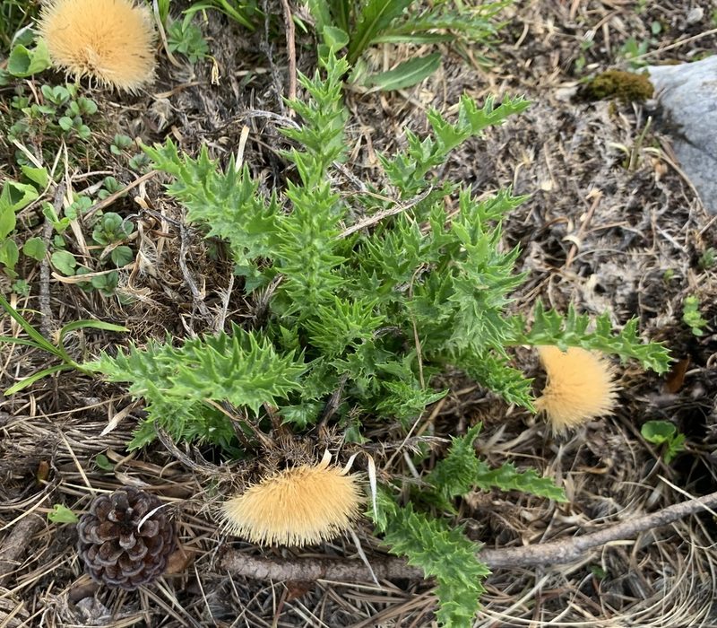 Carlina acaulis, photographed by Katrin Simon
