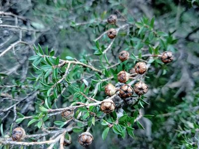 Leptospermum scoparium, photographed by John Barkla