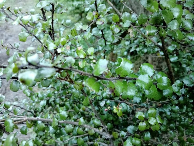 Gaultheria antipoda, photographed by John Barkla
