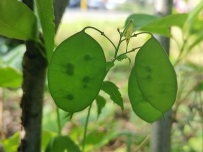 Lunaria annua, photographed by Alexis Tinker-Tsavalas